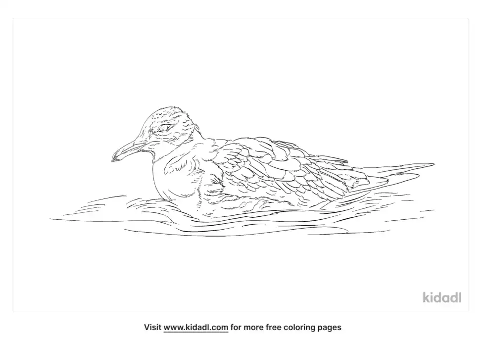 Shearwater Bird Coloring Page