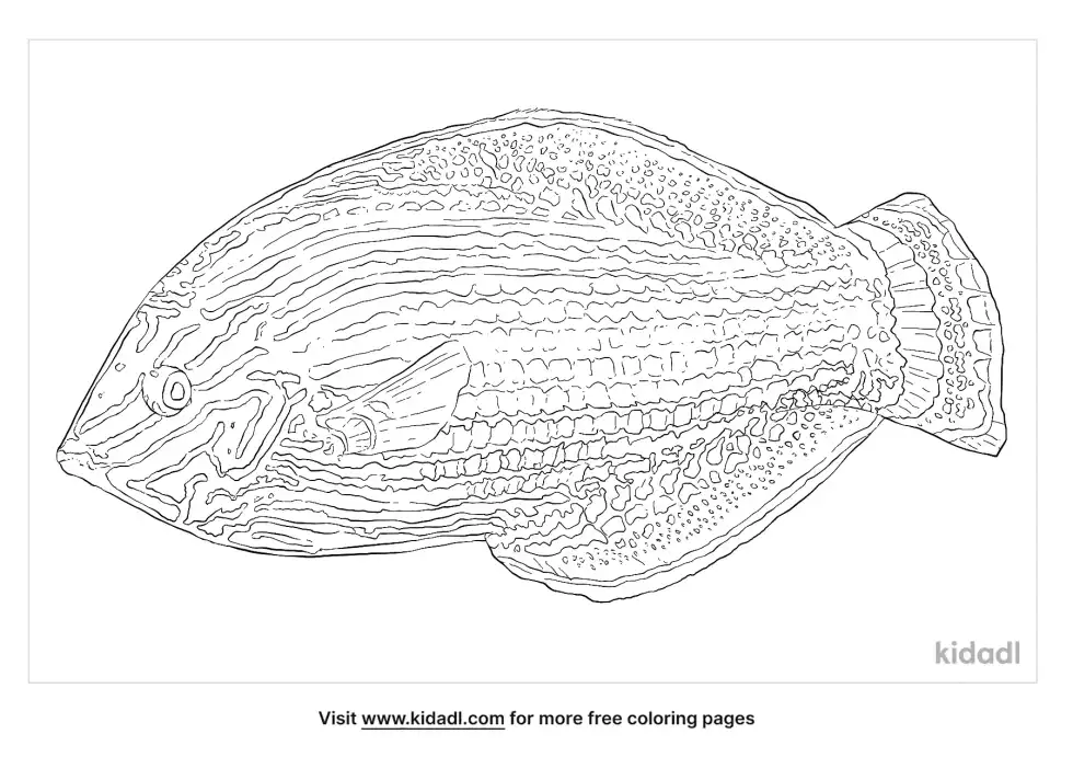Dusky Wrasse Coloring Page