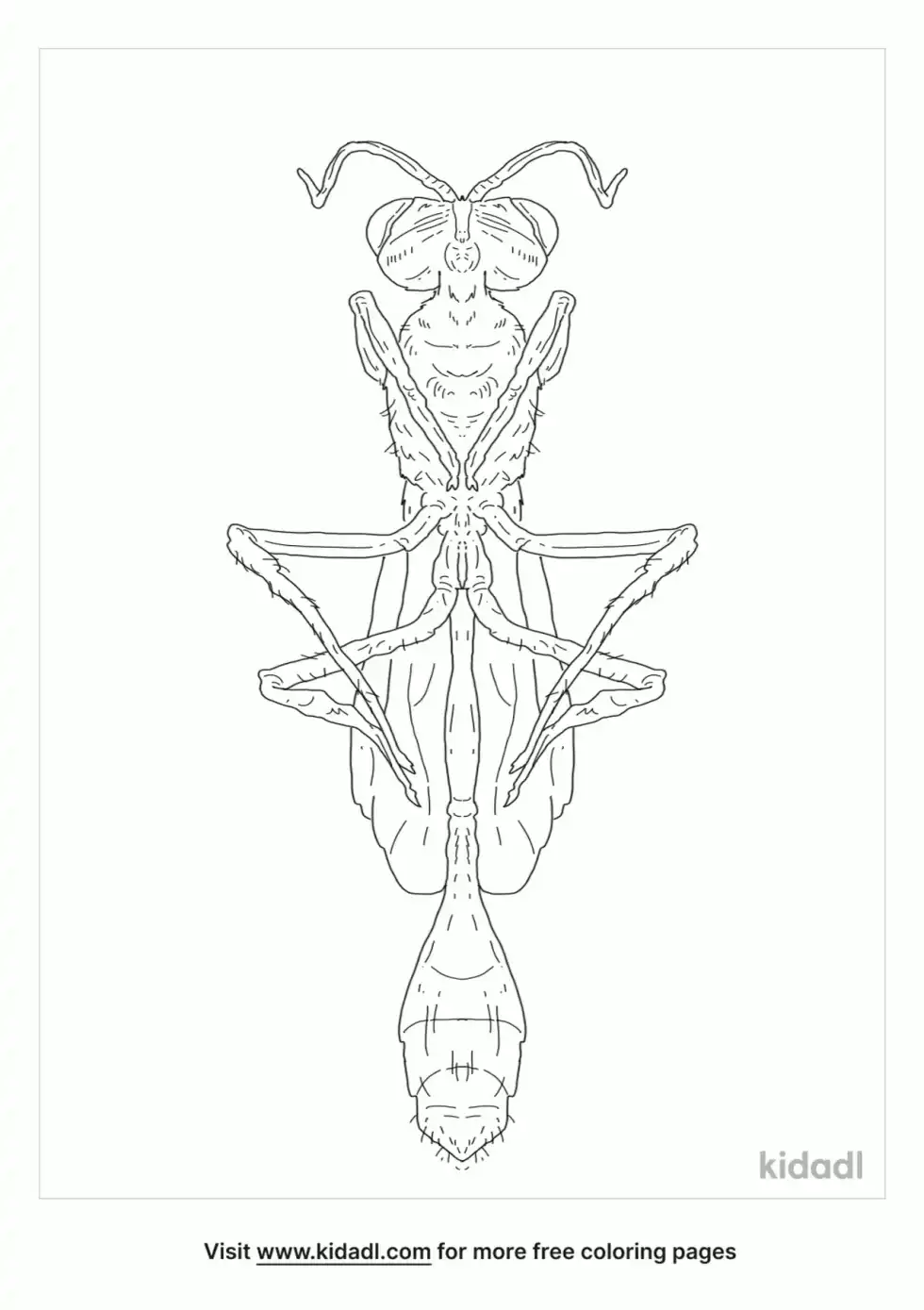 Ammophila Procera Coloring Page