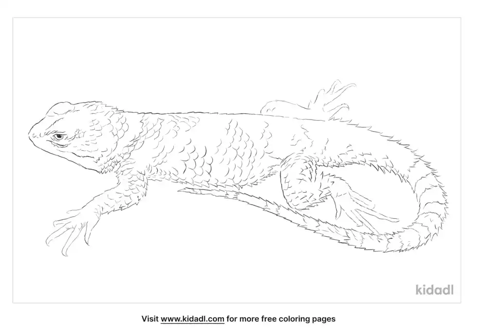 Texas Spiny Lizard Coloring Page