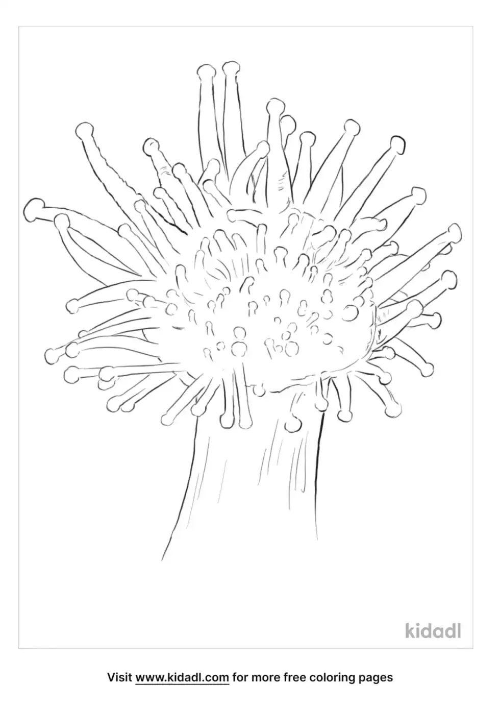 Jewel Anemone Coloring Page
