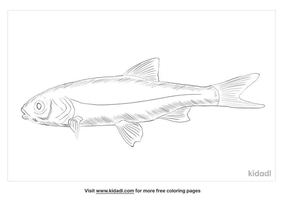 Golden Orfe Coloring Page