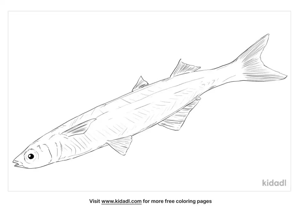 Silverside Fish Coloring Page