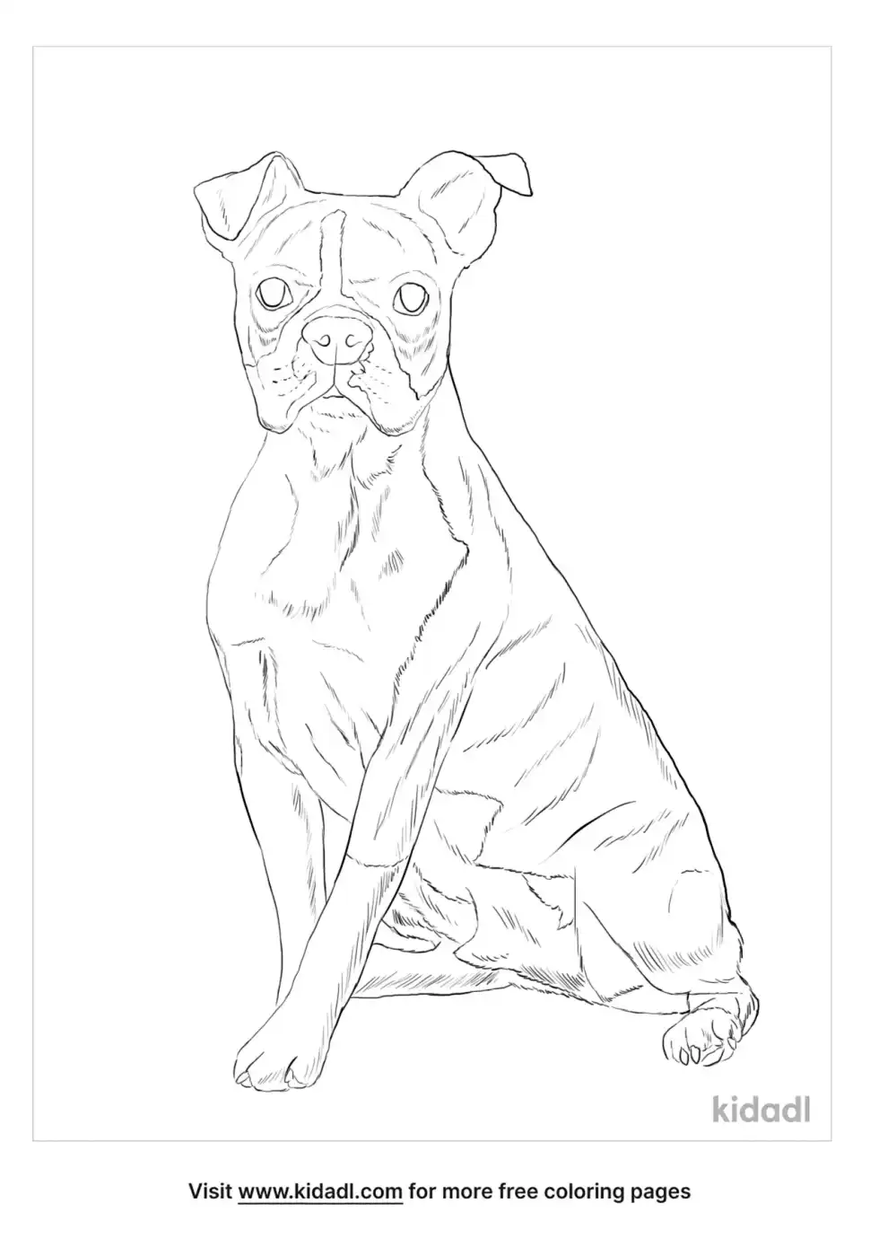 Boston Boxer Coloring Page