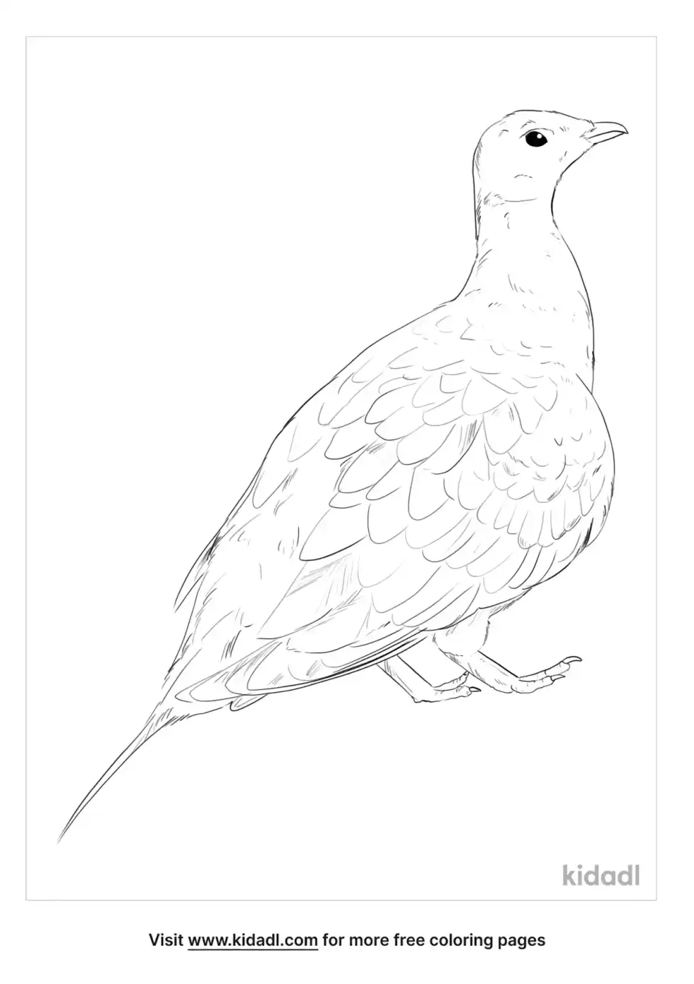 Sandgrouse Coloring Page