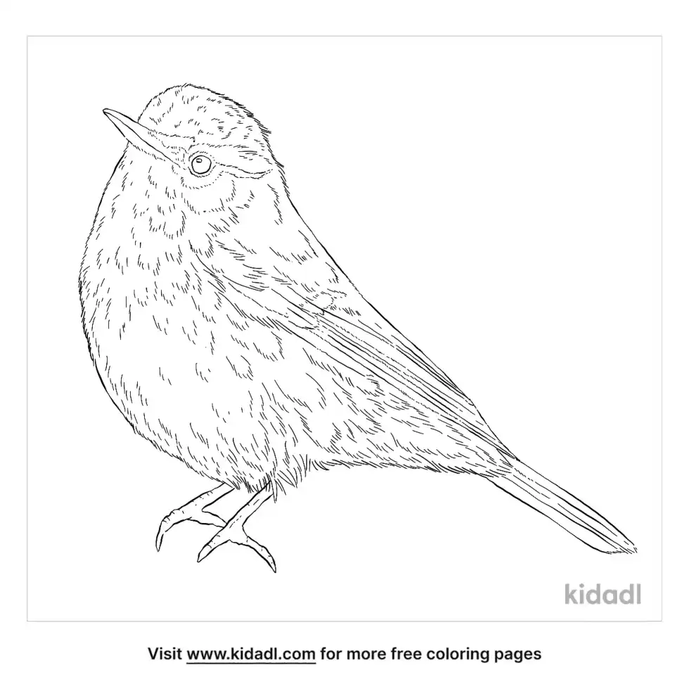 Greenish Warbler Coloring Page