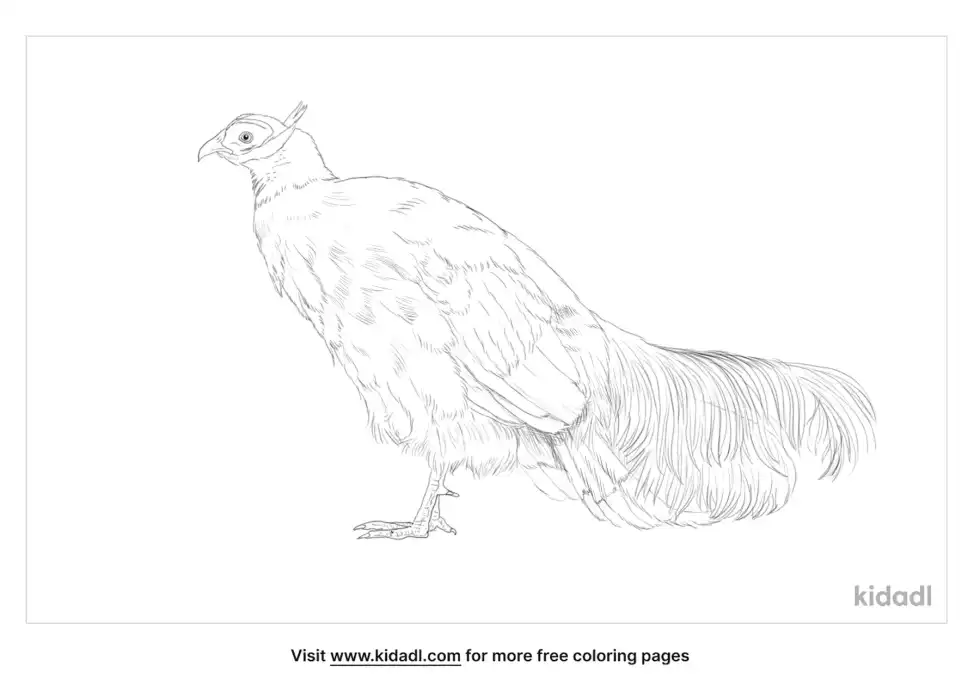 Blue Eared Pheasant Coloring Page