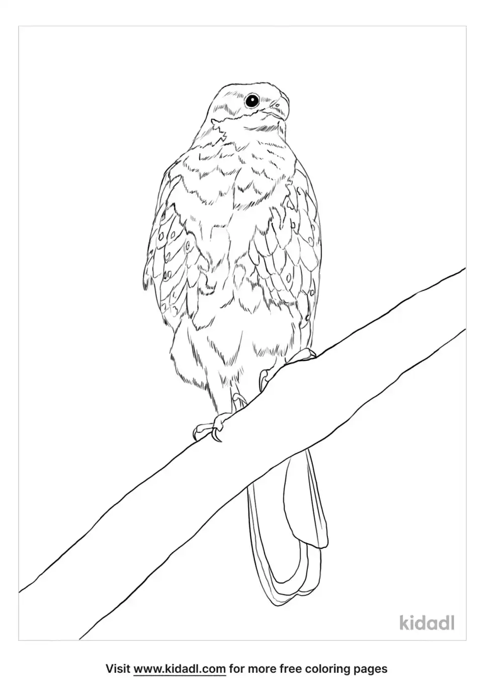 Black Sparrowhawk Coloring Page