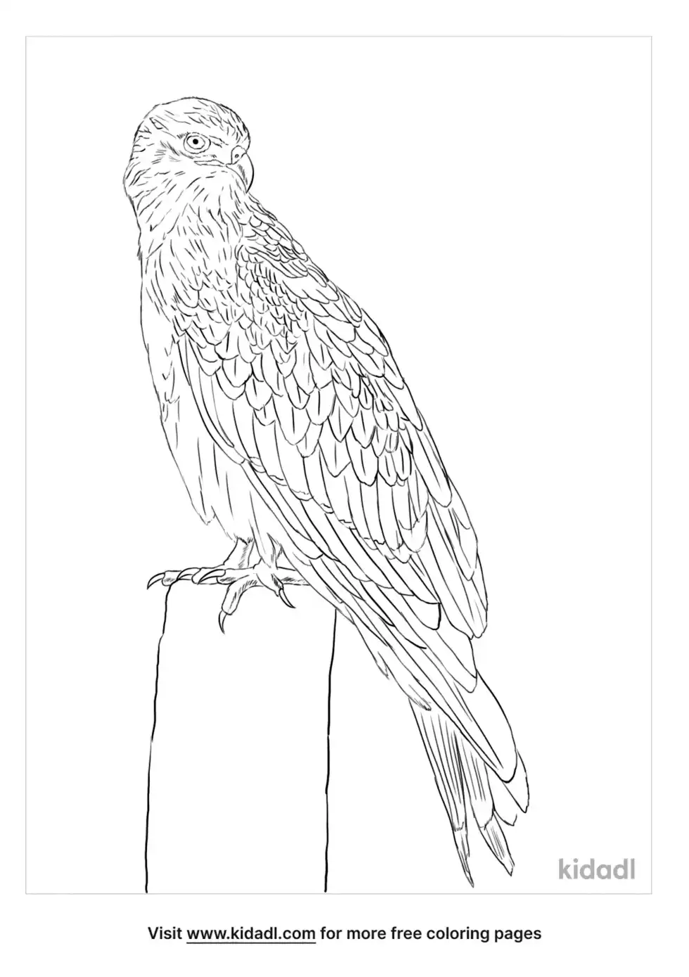Black -Shouldered Kite Coloring Page