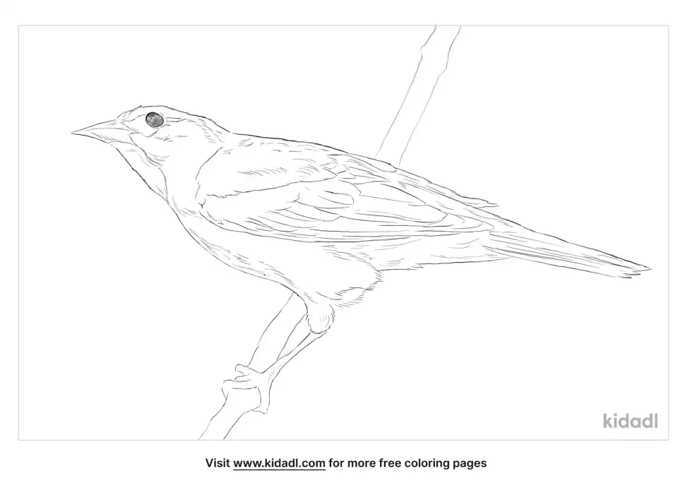 Icterid Coloring Page