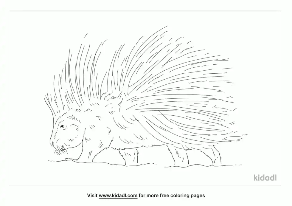 Old World Porcupine Coloring Page