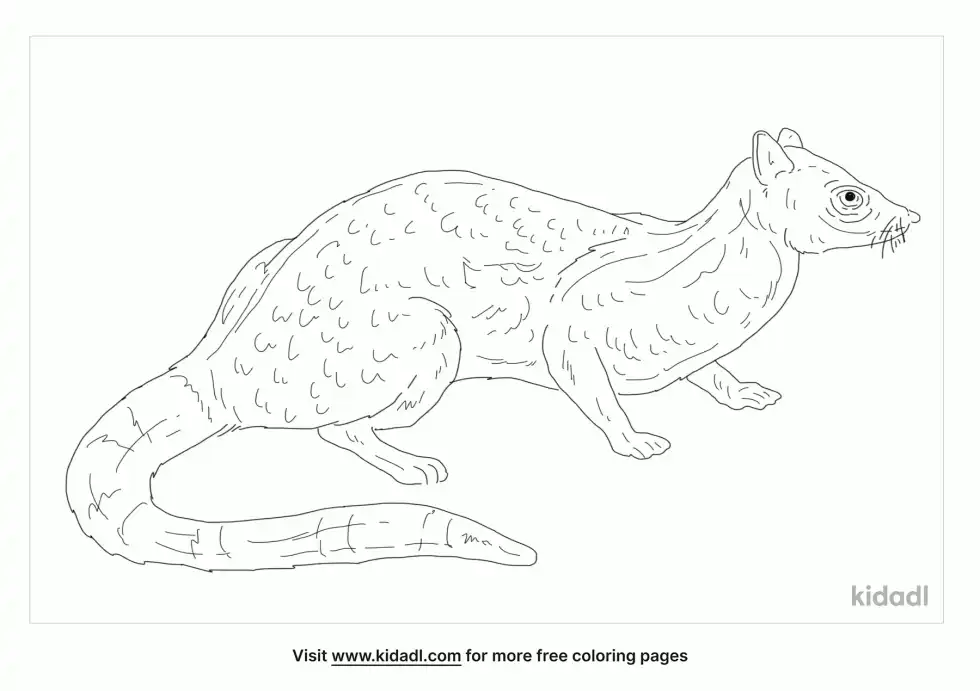 Spotted Linsang Coloring Page