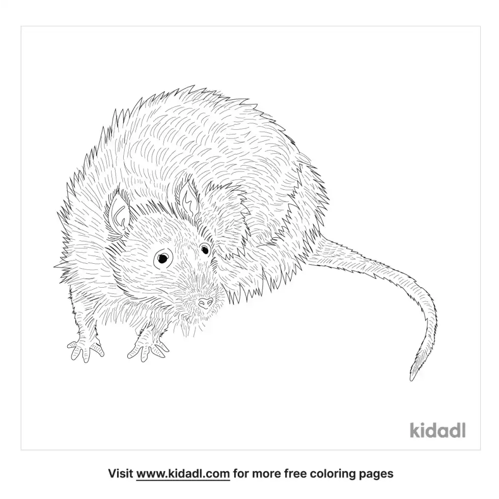 Long-Haired Rat Coloring Page