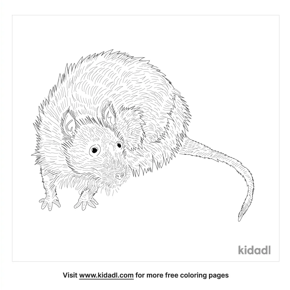 Long-Haired Rat