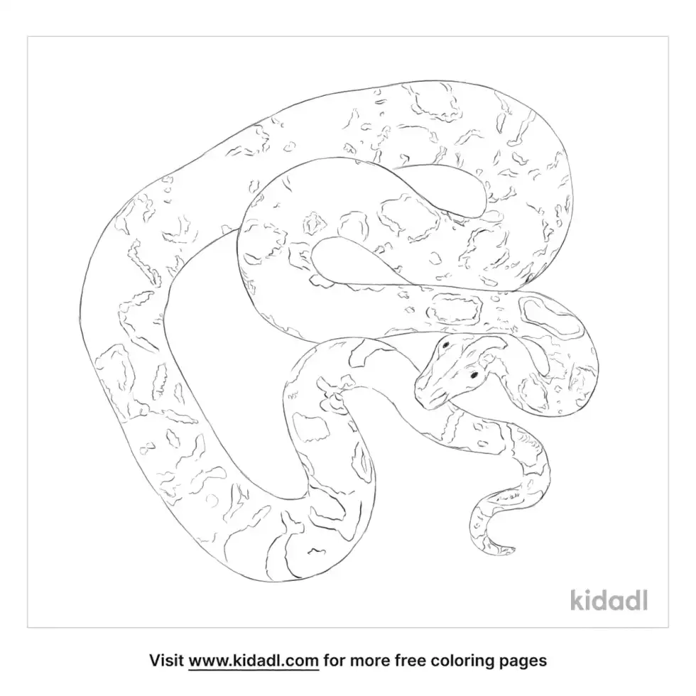 Long Tail Boa Coloring Page