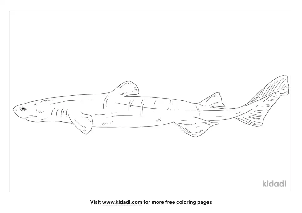 Dalatiidae Coloring Page
