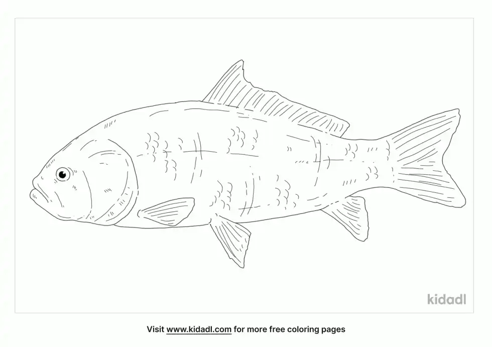 Black Buffalo Fish Coloring Page