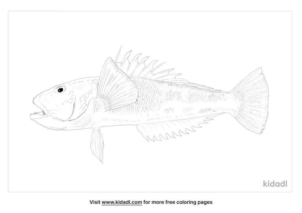 Blue Cod Coloring Page | Kidadl