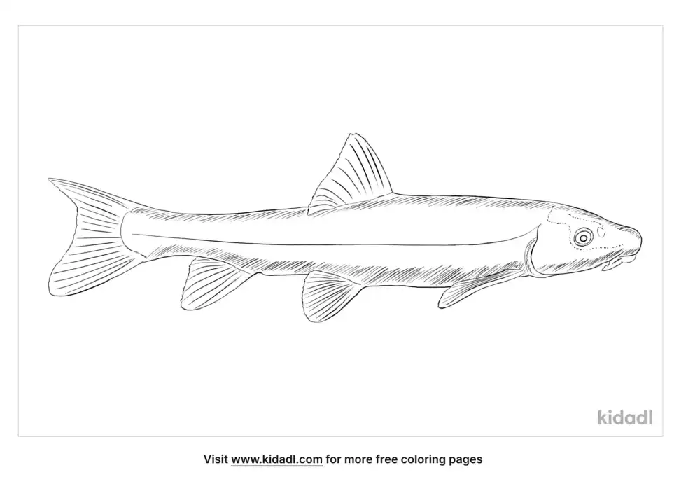Longnose Sucker Coloring Page