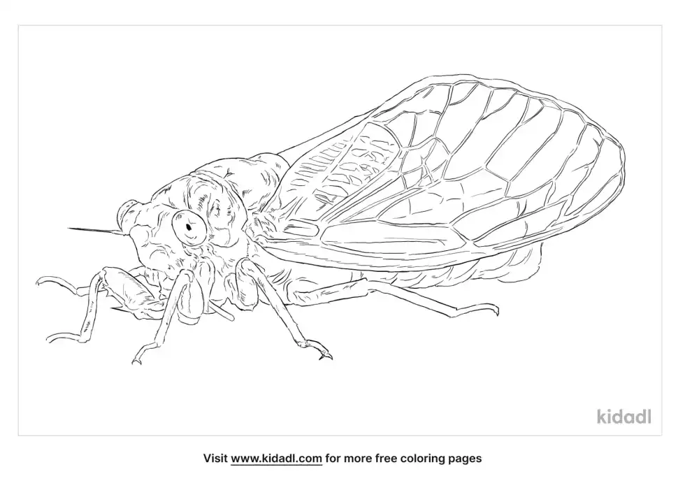 Periodical Cicada Coloring Page