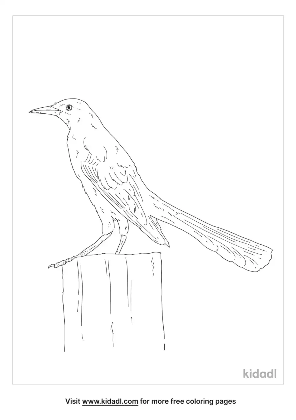 Florida Grackle Coloring Page