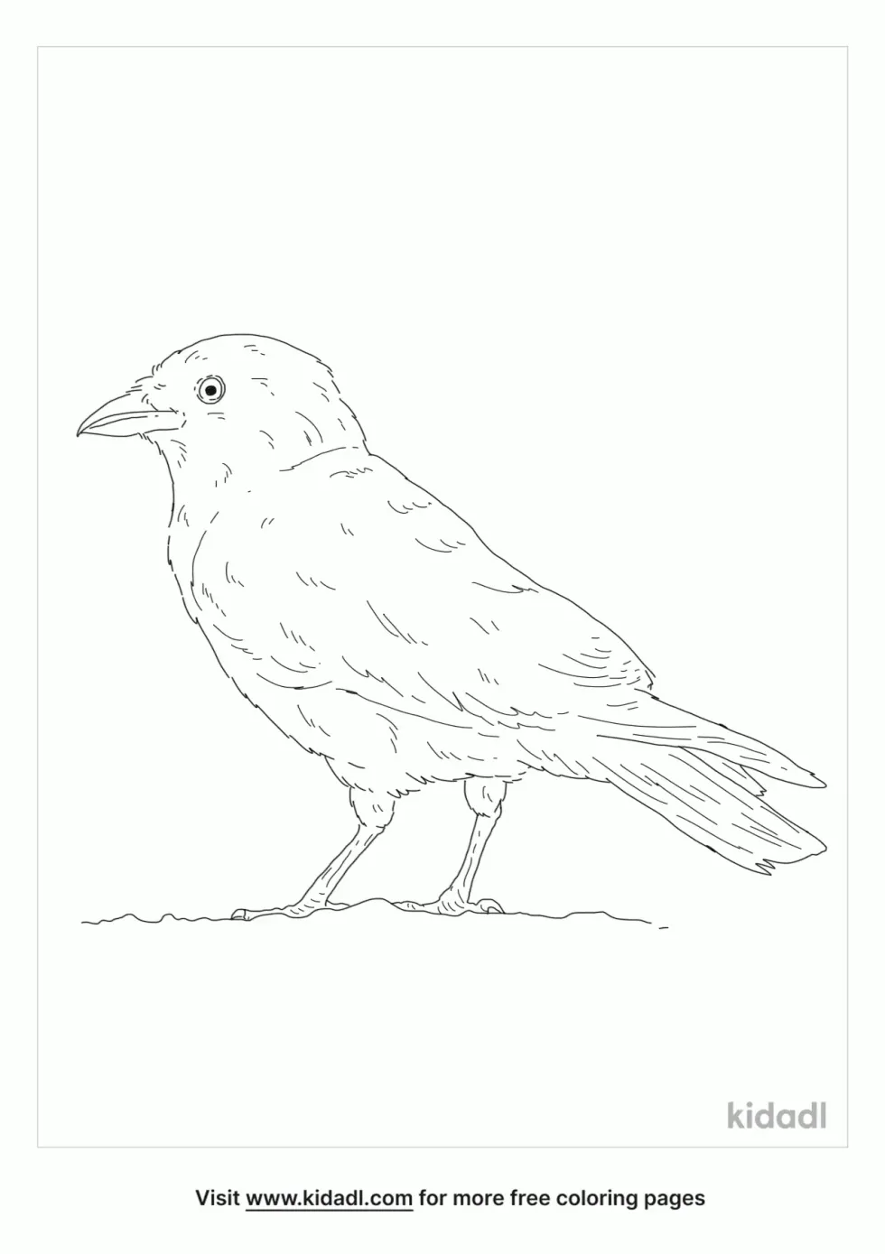 Corvus Monedula Coloring Page