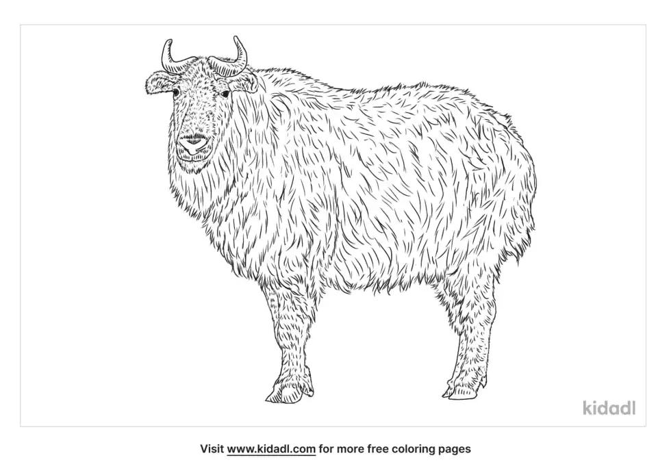 Sichuan Takin Coloring Page