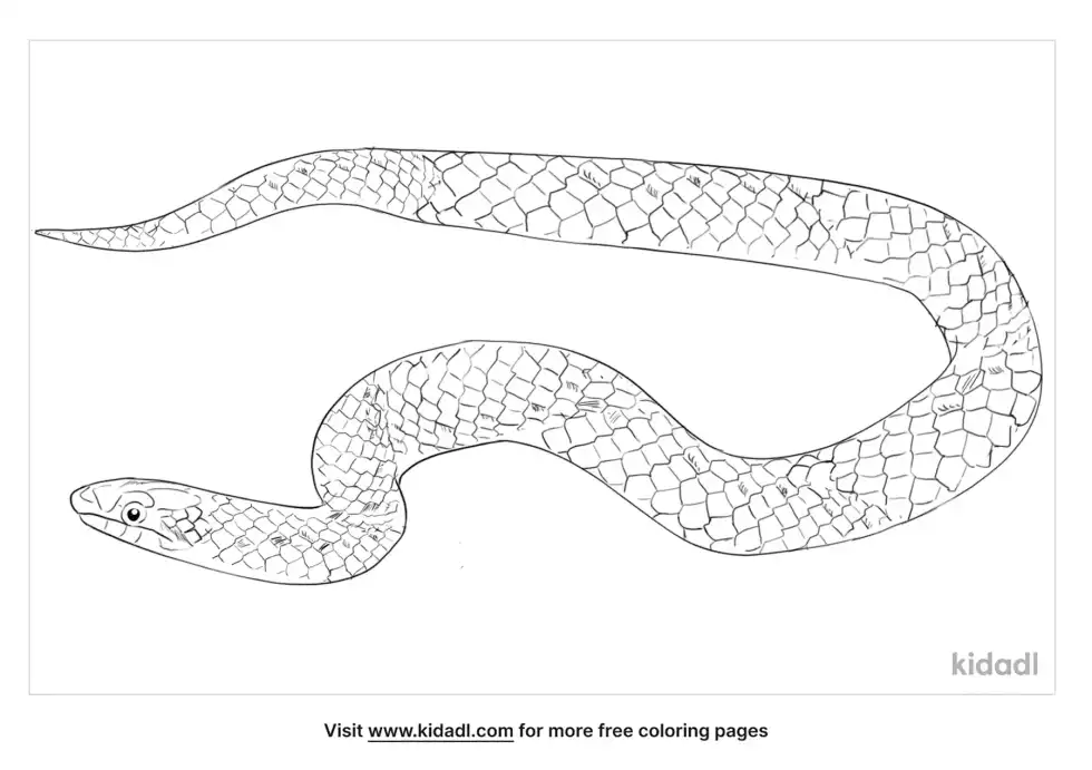 Colubrid Snake Coloring Page