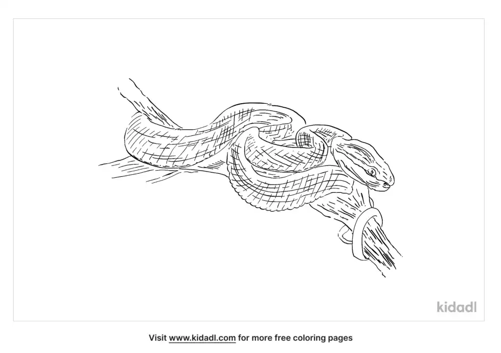 Tree Viper Coloring Page