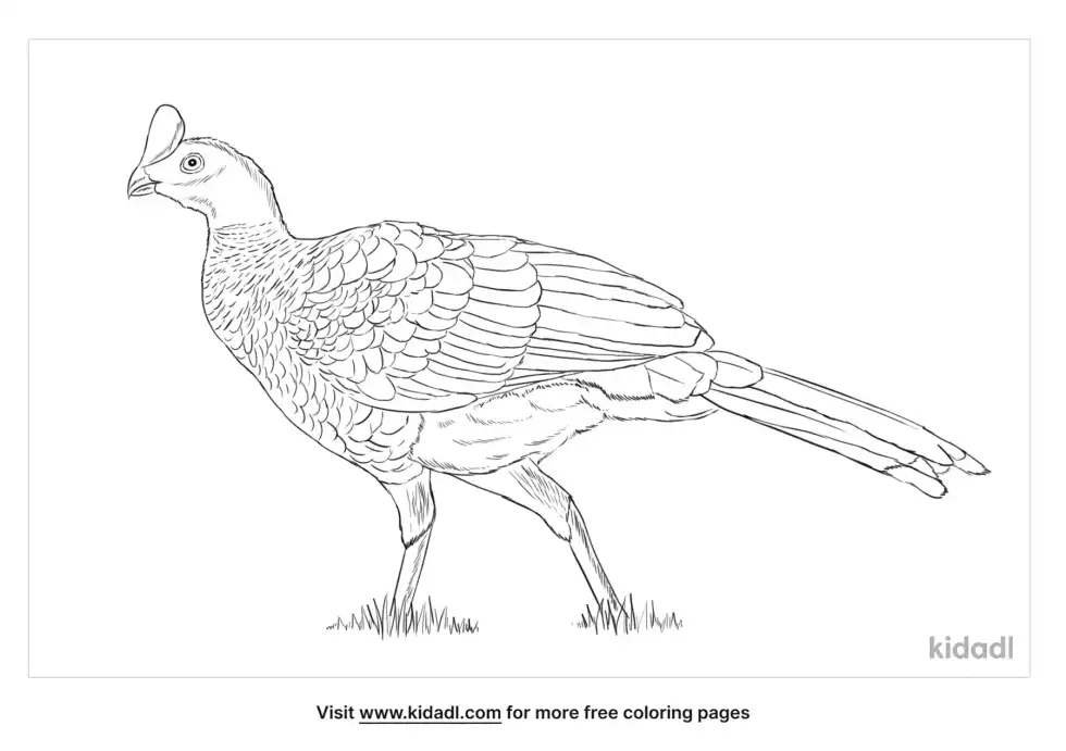 Curassow Coloring Page