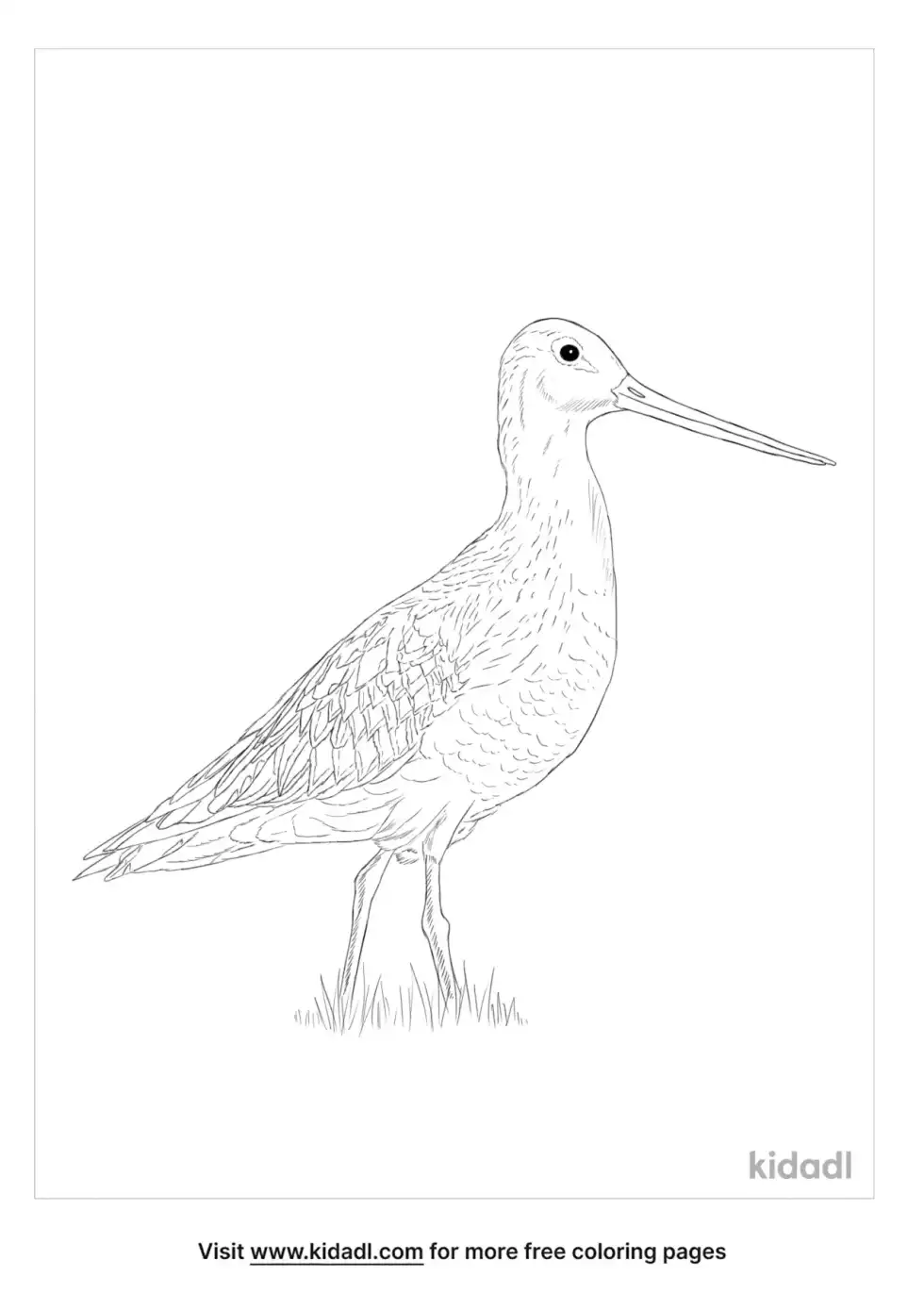 Godwit Coloring Page