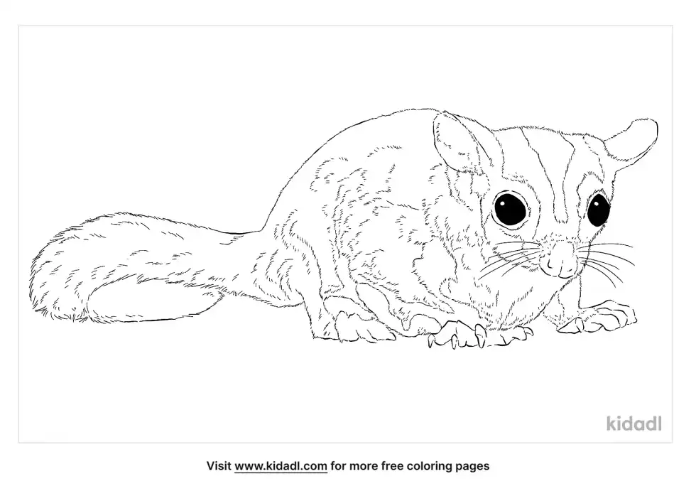 Squirrel Glider Coloring Page
