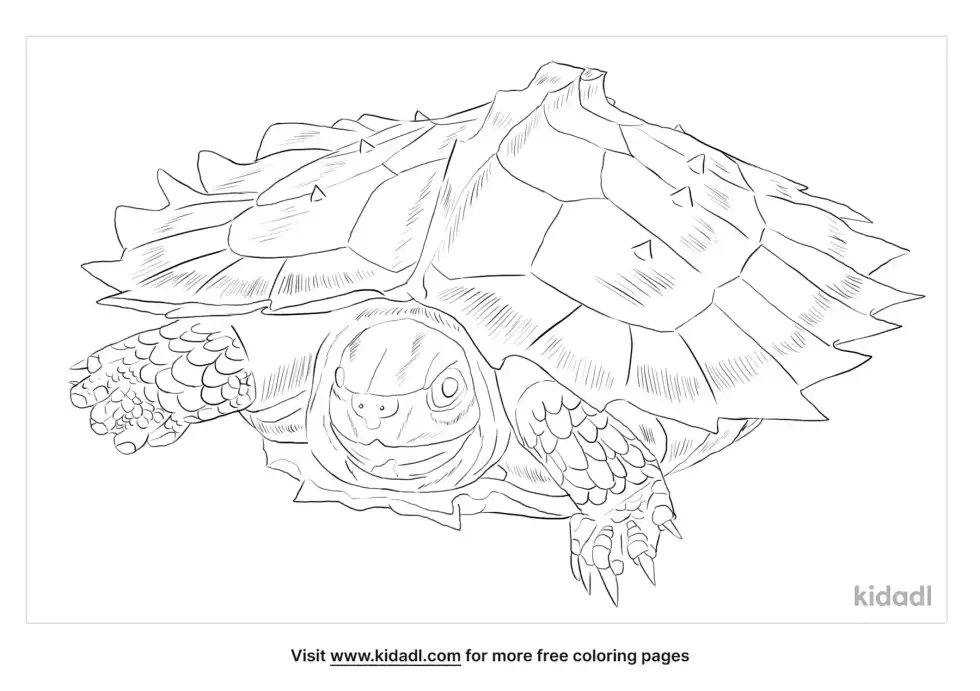 Spiny Turtle Coloring Page
