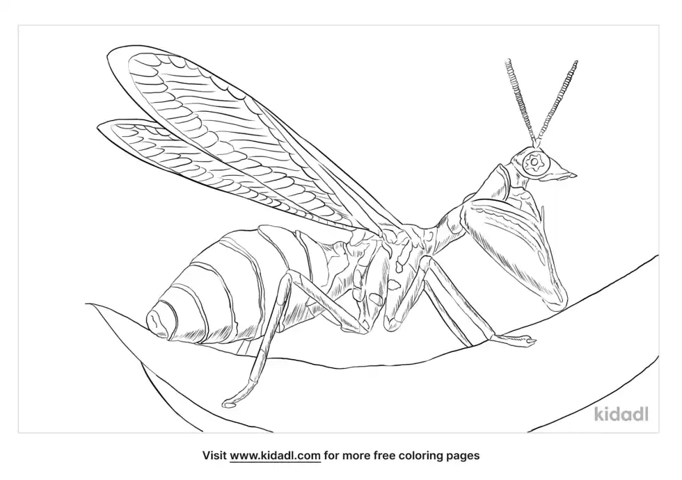 Brown Mantidfly Coloring Page