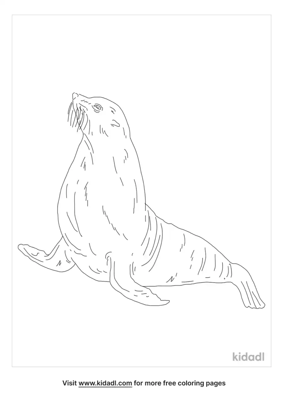 Guadalupe Fur Seal Coloring Page