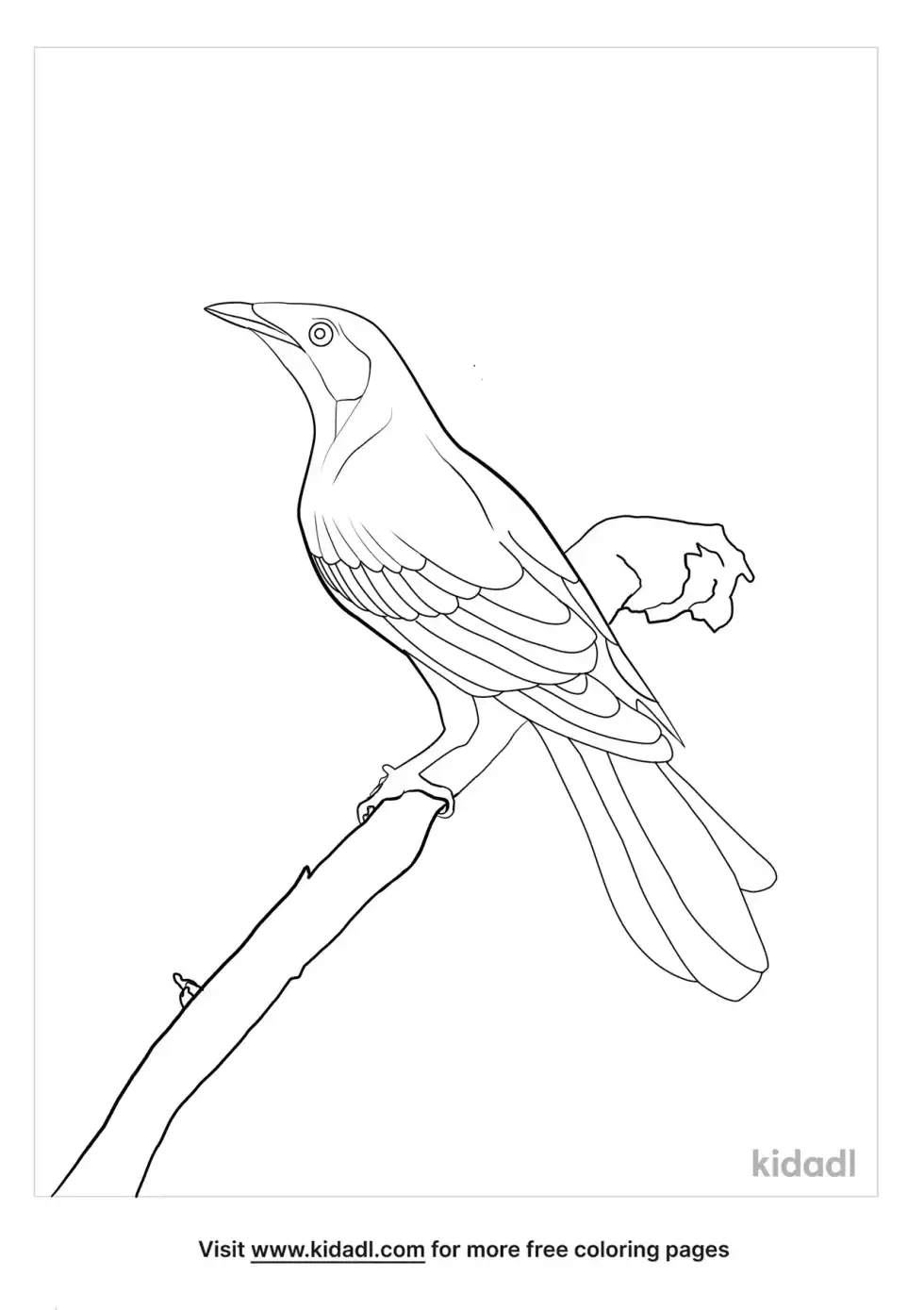 Splendid Glossy Starling Coloring Page