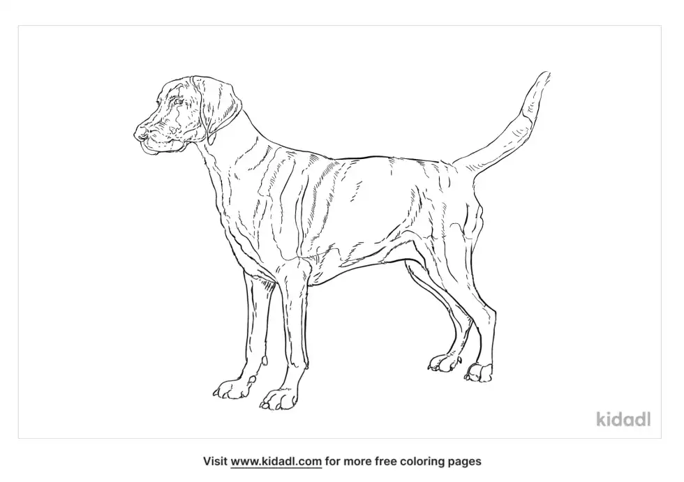 Harrier Hound Coloring Page