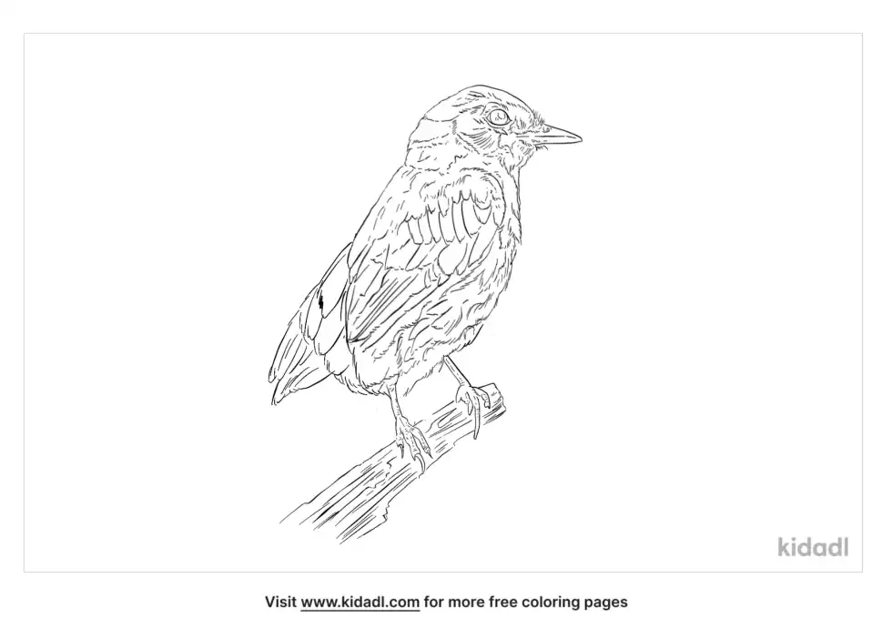 Mangrove Pitta Coloring Page