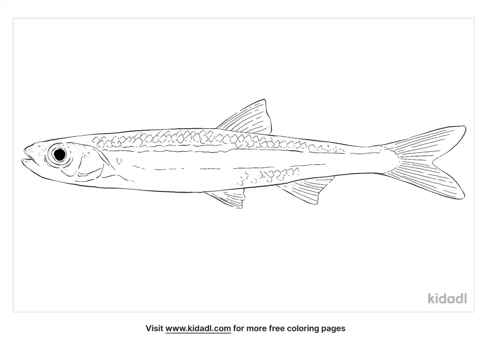 Silver Shiner Coloring Page