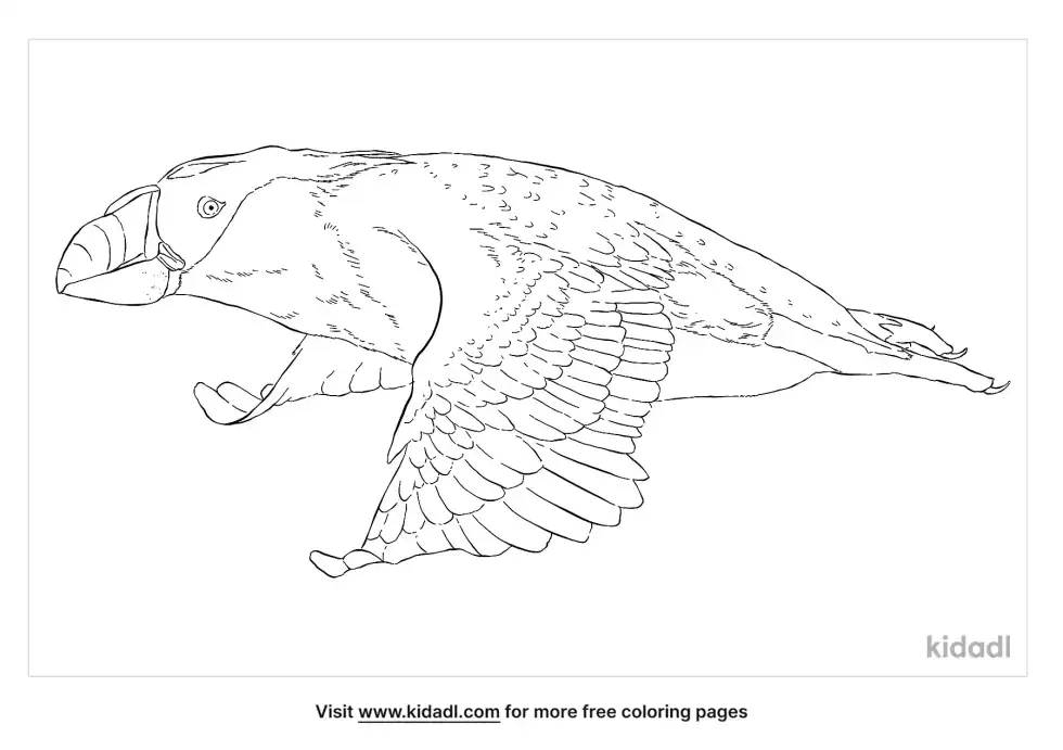 Tufted Puffin Coloring Page