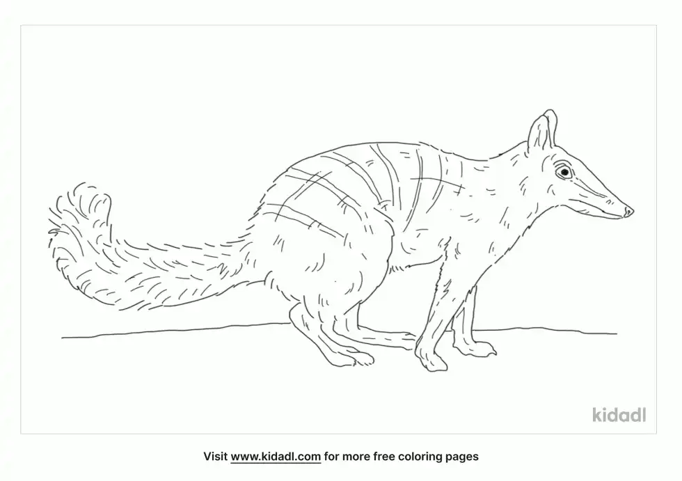 Dasyuromorphia Coloring Page