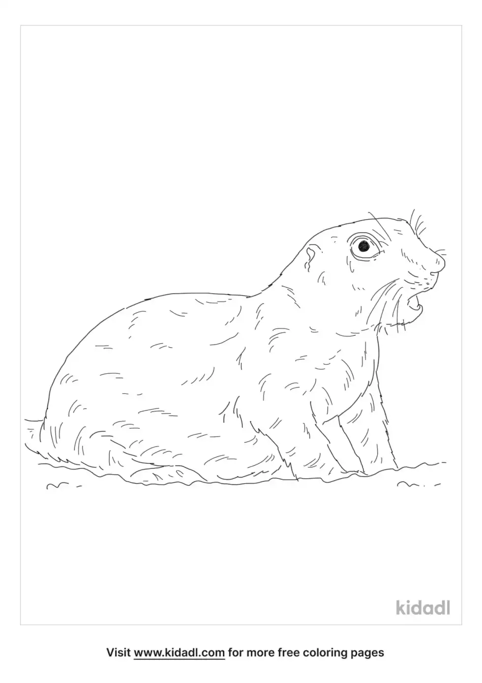 Round-Tailed Ground Squirrel Coloring Page