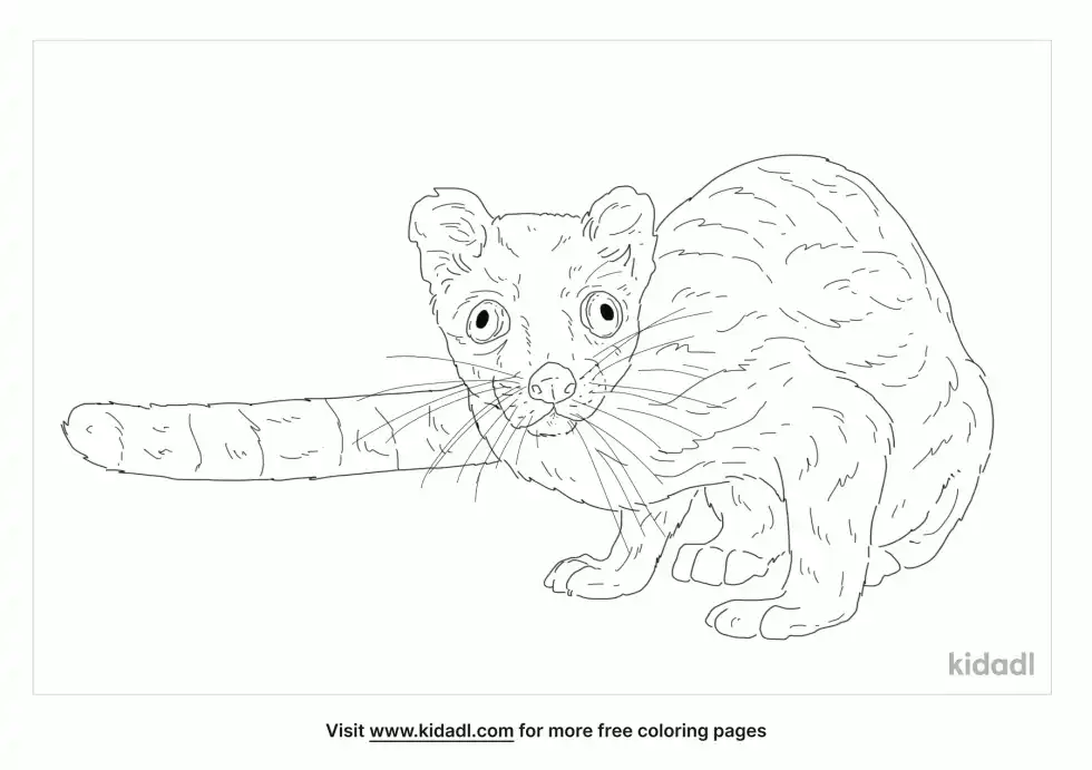 Linsang Coloring Page