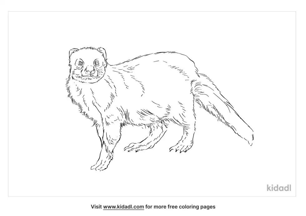Egyptian Mongoose Coloring Page