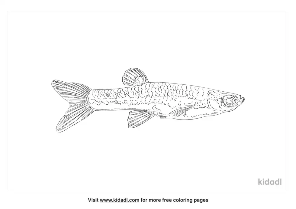 Sundadanio Axelrodi Coloring Page