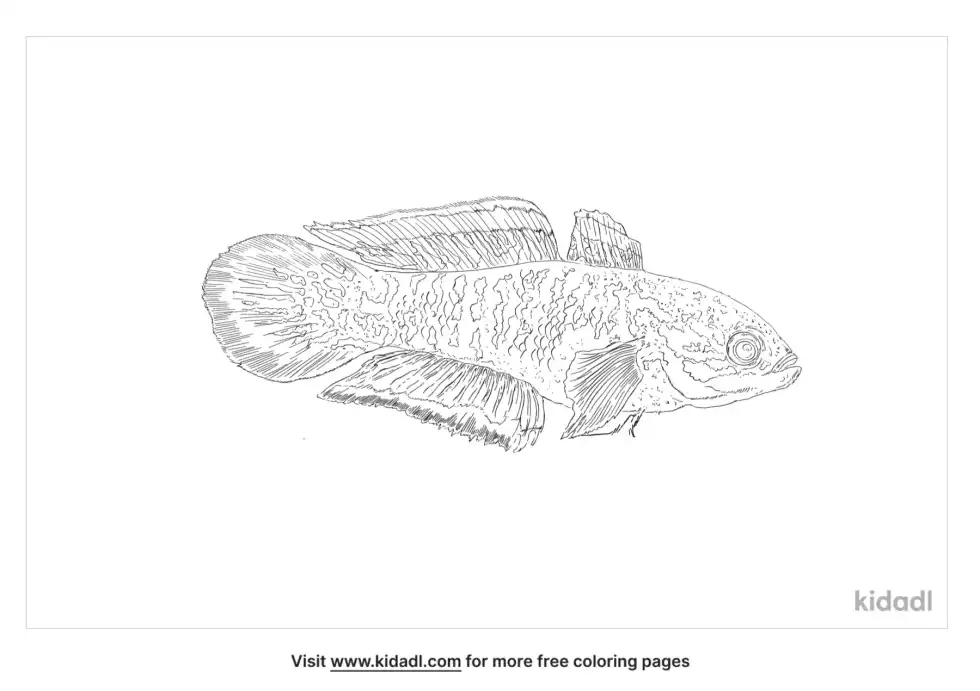 Empire Gudgeon Coloring Page