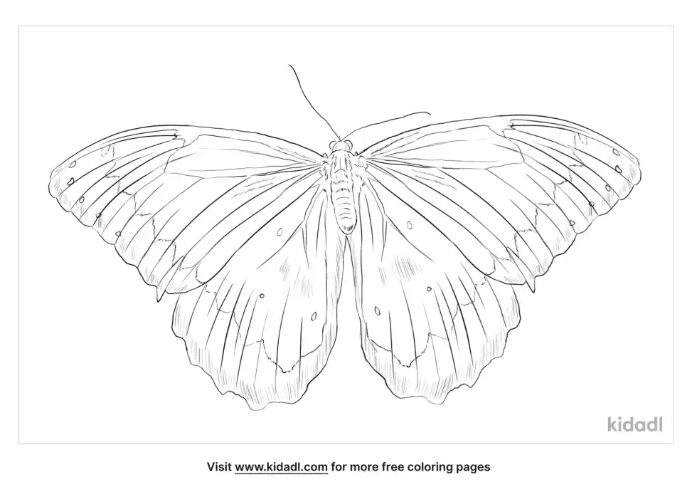 Emperor Butterfly Coloring Page