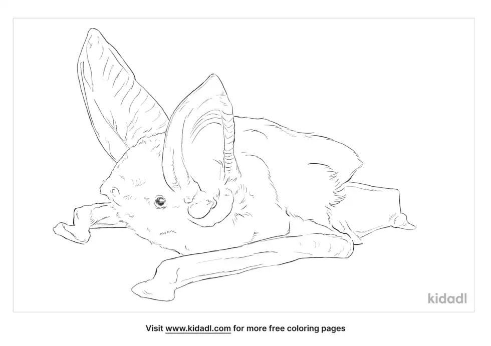 Sucker Footed Bat Coloring Page