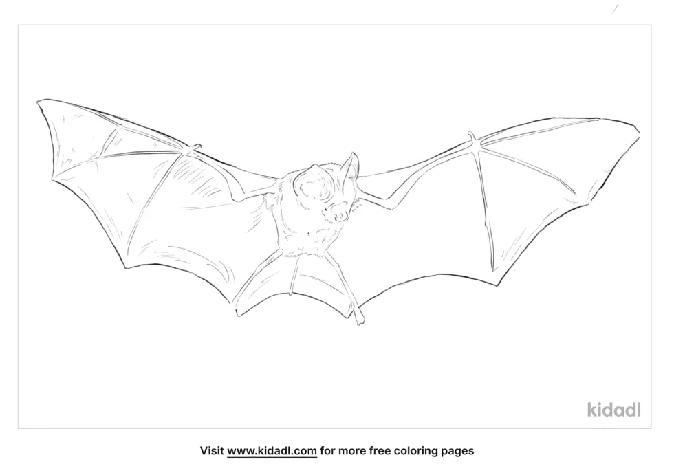 Leaf Nosed Bat