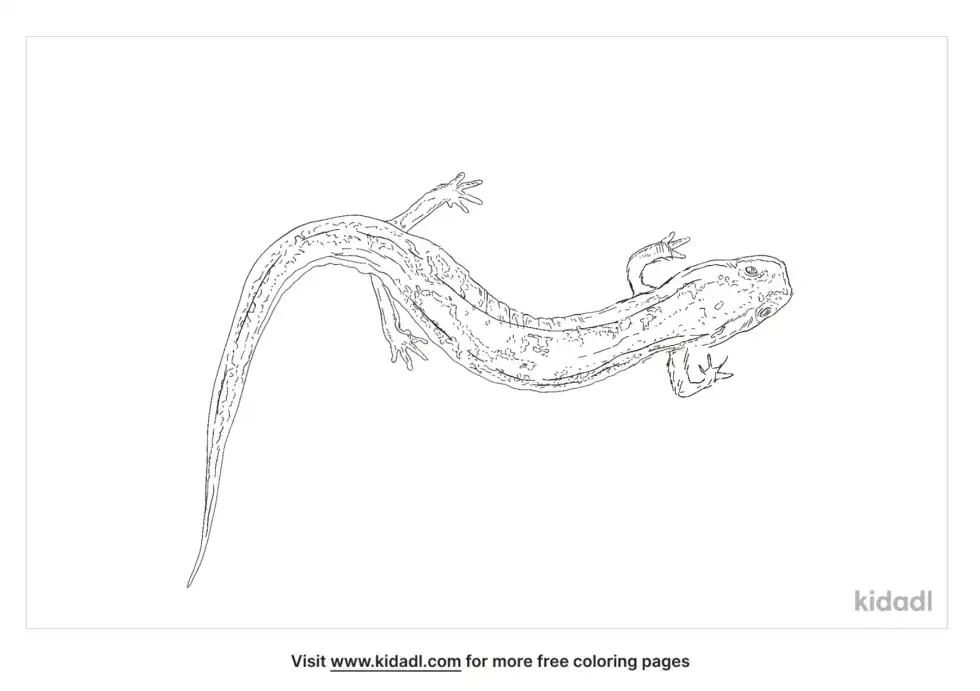 Southern Two Lined-Salamander Coloring Page